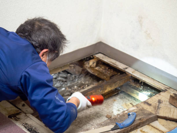 Best Water Damage Restoration  in Erie, PA