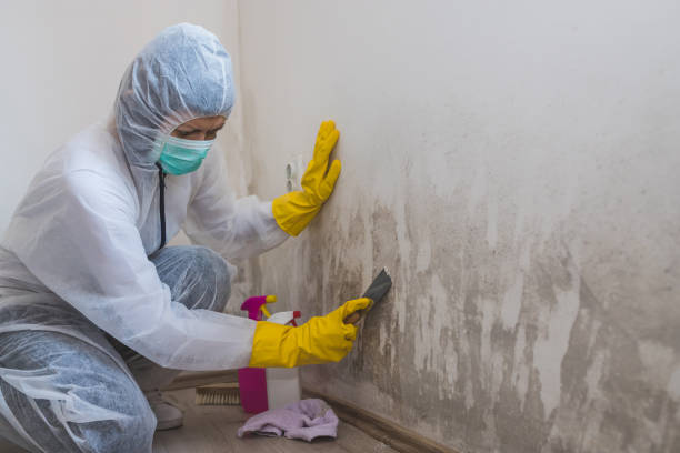 Mold Removal and Inspection in Erie, PA