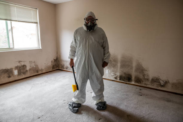 Best Local Mold Removal Service  in Erie, PA