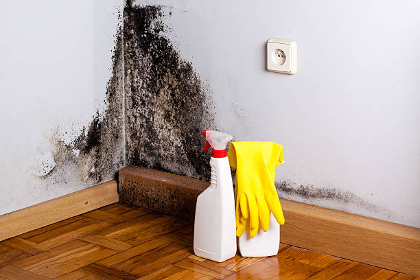 Best Certified Mold Removal  in Erie, PA