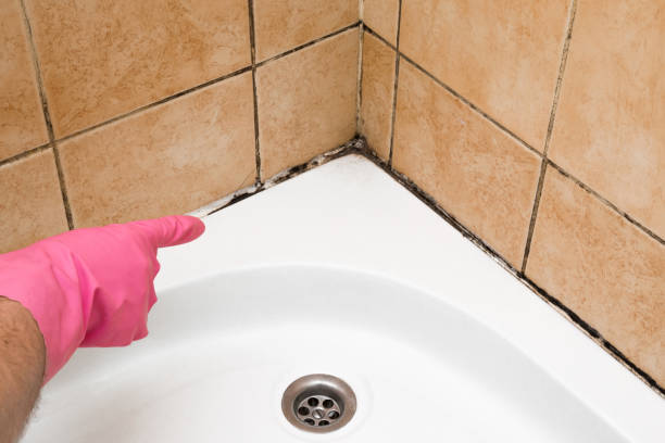 Best Home Mold Removal  in Erie, PA